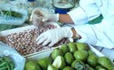 Alimenti e salute, approvate le Linee guida per valorizzare le piccole produzioni locali